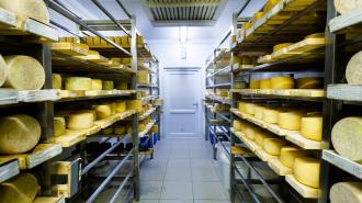 cheese on shelves