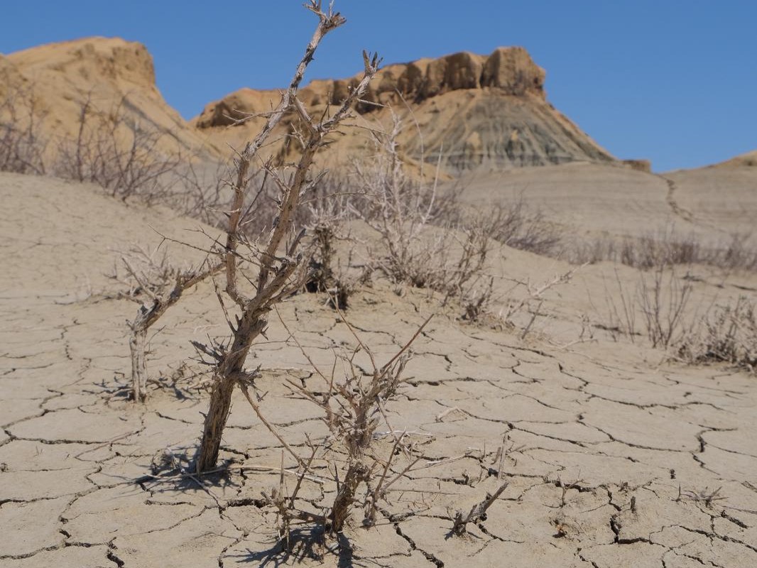 a close up of a desert area