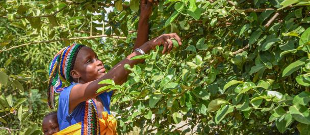 woman picking fruit