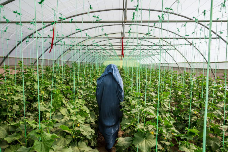 Woman in hijab walks through greenhouse